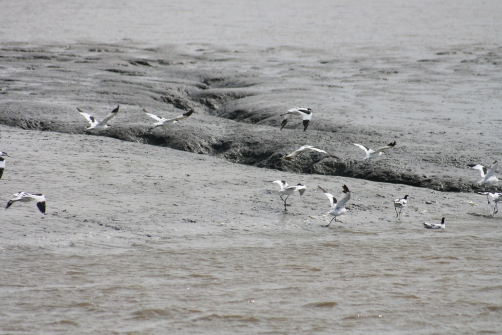Wattenmeer-5