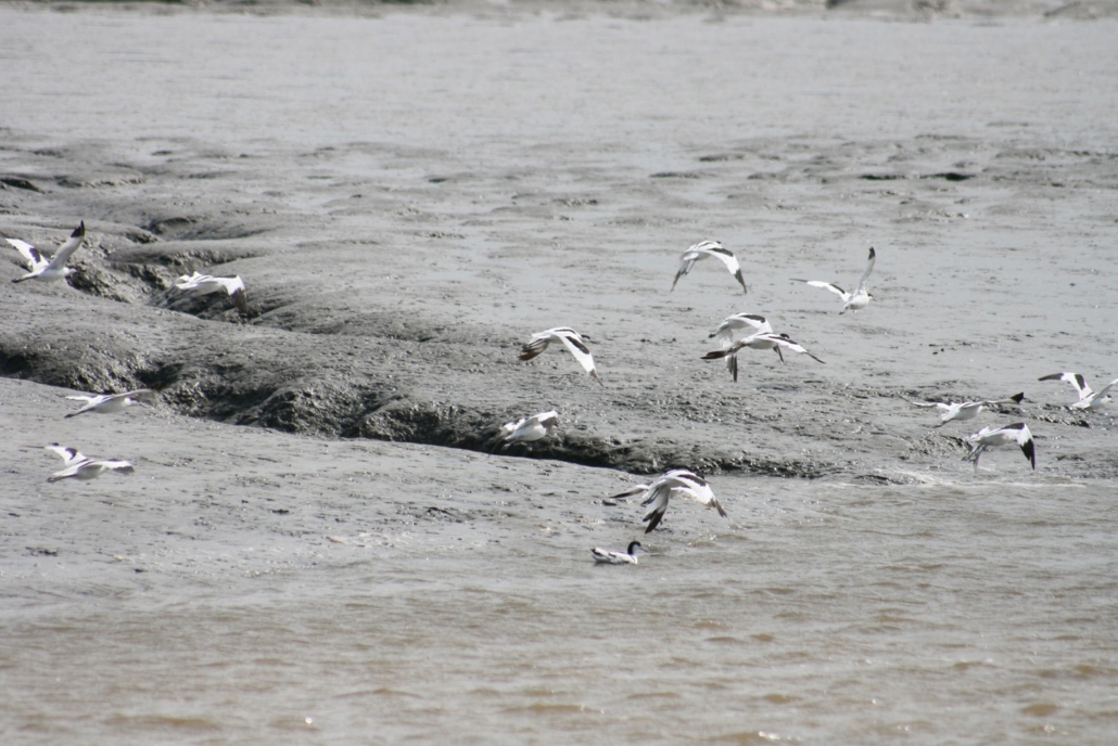 Wattenmeer-6